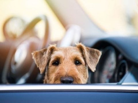 Почему нельзя оставлять собаку в машине даже ненадолго
