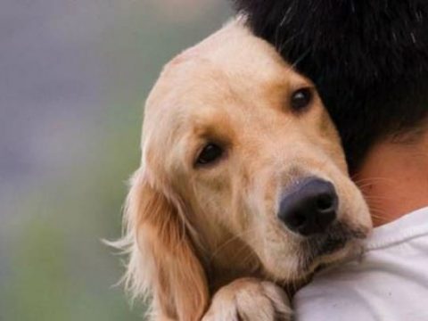 Собаки чувствуют вашу печаль