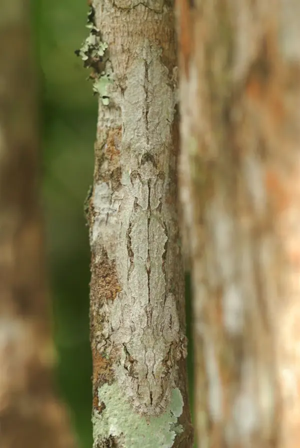 гигантский листохвостый геккон