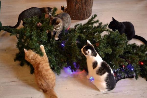 Кошки с ярко выраженным новогодним настроем
