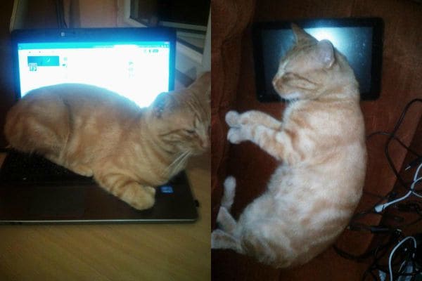 Компьютеры для кошек
