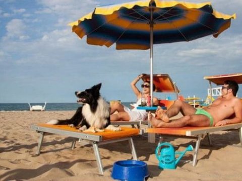 Брать домашних животных на пляж или нет?