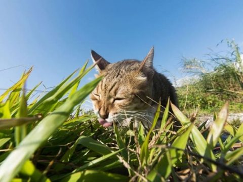 Почему у кошки есть привычка лизать землю?