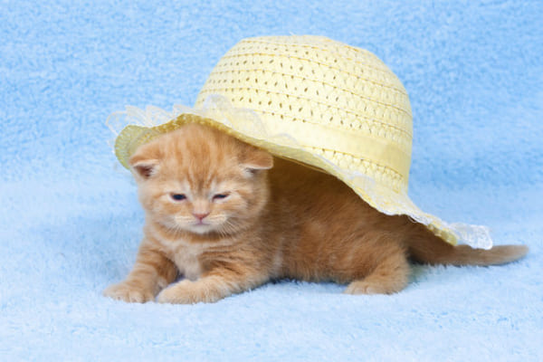 Как защитить кошку от жары