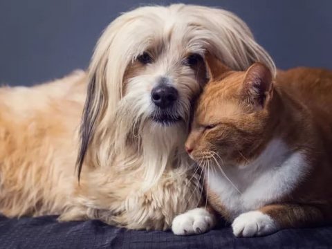 Породы собак, которые терпят присутствие кошек