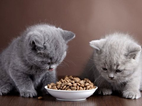 Котята должны есть только молоко – правда или миф?