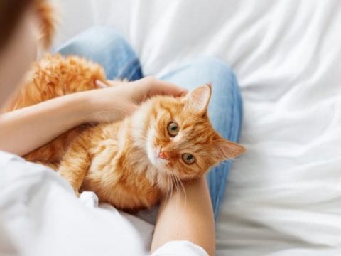 Что делать, если у вашего ребенка аллергия на кошку?