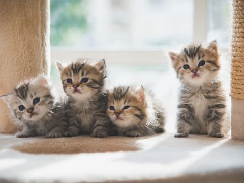 20 интересных фактов о кошках
