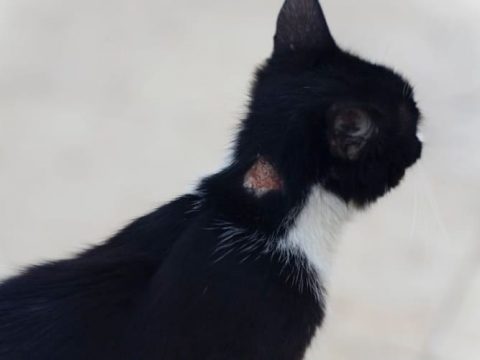 Почему у кошки струпья на шее, если нет блох?