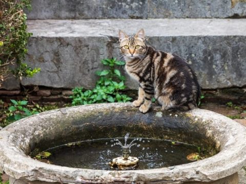 Кошки любят фонтаны?