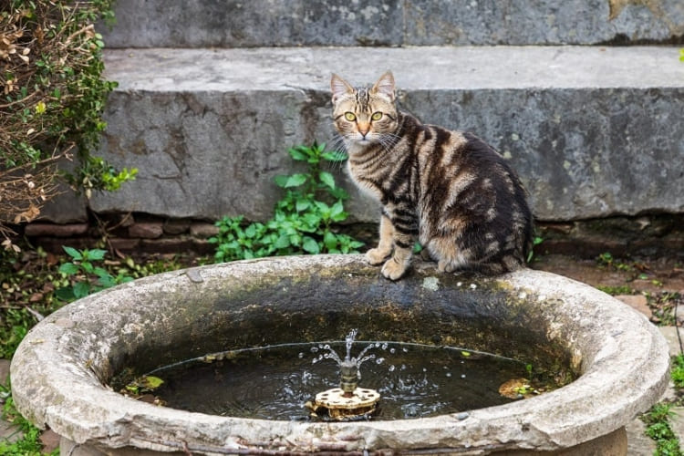 Кошки любят фонтаны?