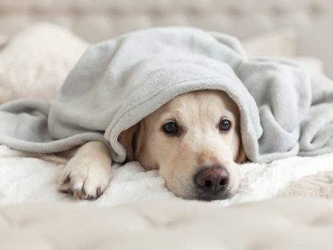 Как избавиться от неприятного запаха от собаки?