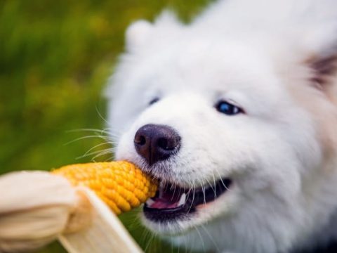 Можно ли собакам есть кукурузу?