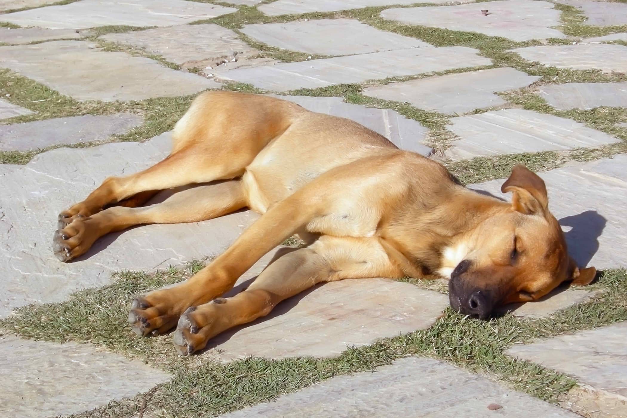 Может ли собака получить солнечный удар?