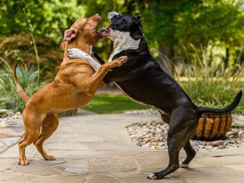 Почему собаки становятся агрессивными и как это остановить?