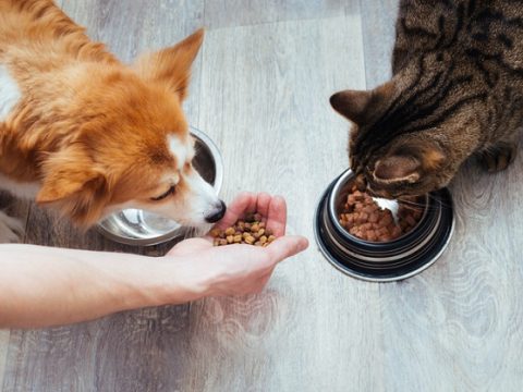Чем заменить корм для собак и кошек
