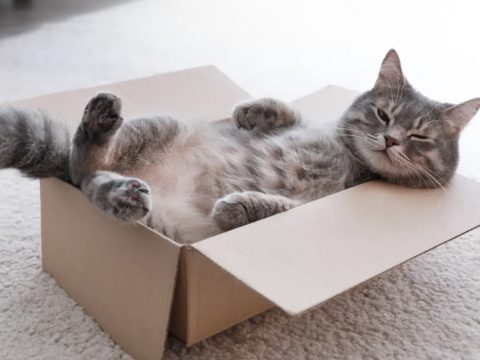 Почему кошки любят коробки?