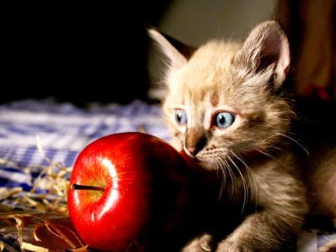 Можно ли кошке есть яблоки?