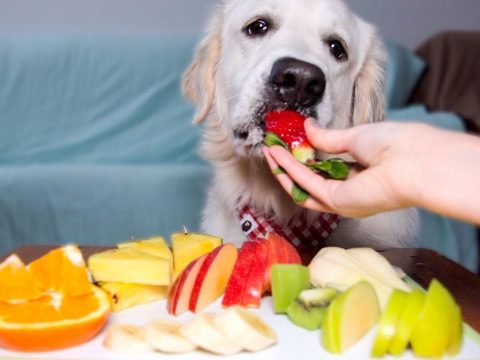 Какие овощи токсичны для собак?