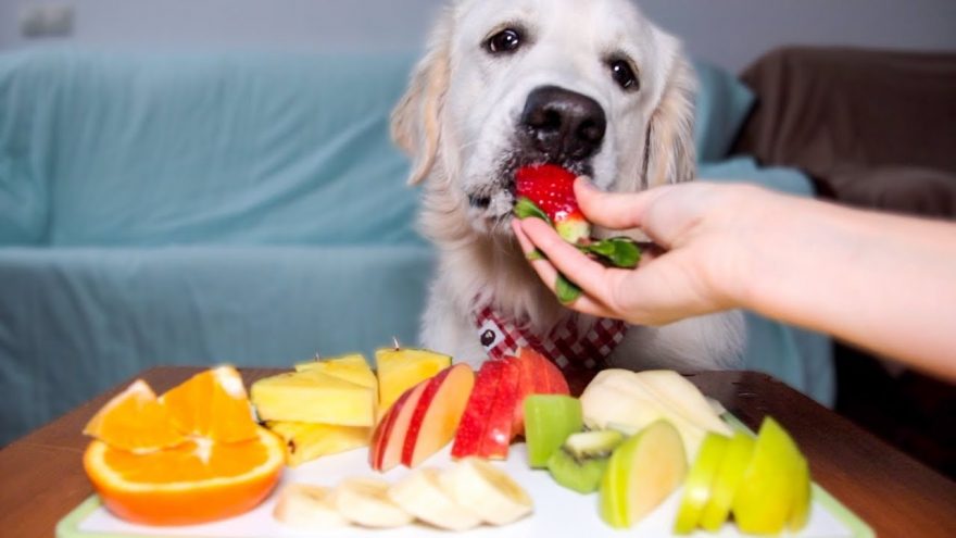 Какие овощи токсичны для собак?
