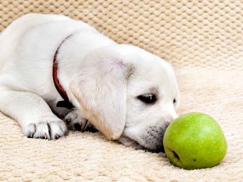 Можно ли собакам есть яблоки?