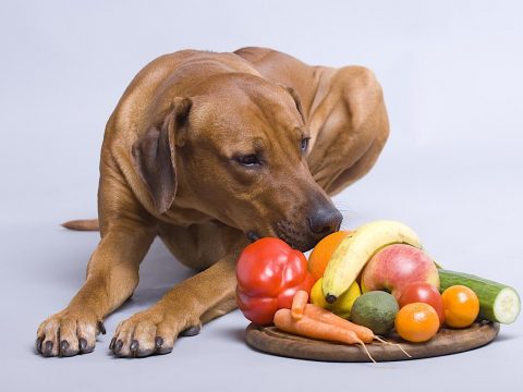 Какие фрукты и овощи можно давать собакам