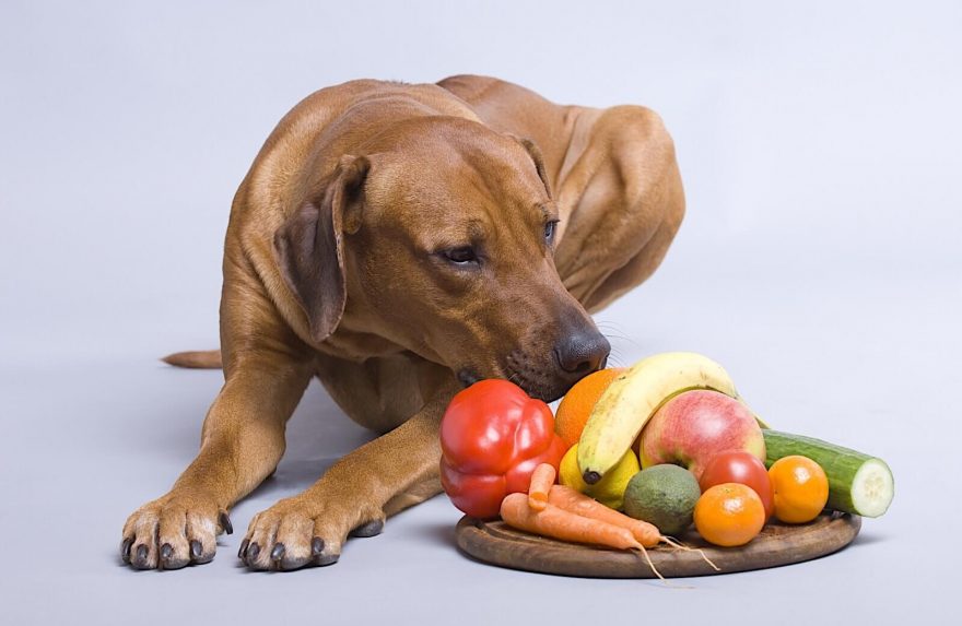 Какие фрукты и овощи можно давать собакам