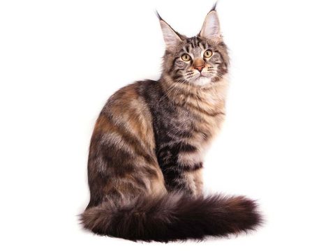 Является ли кот мейн-кун потомком енота?