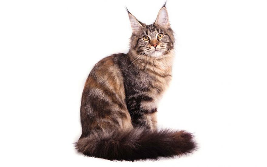 Является ли кот мейн-кун потомком енота?
