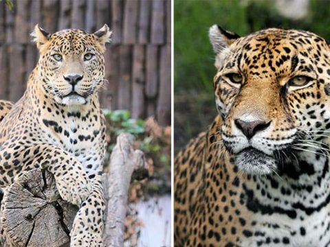Основные различия между ягуарами и леопардами