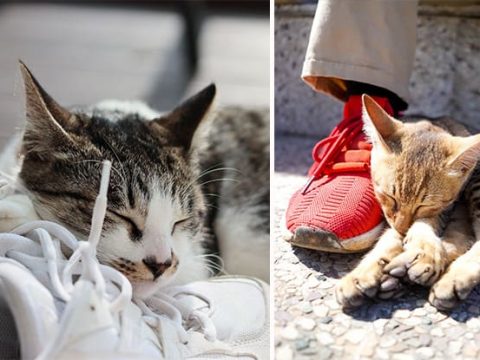 Почему кошки любят обувь
