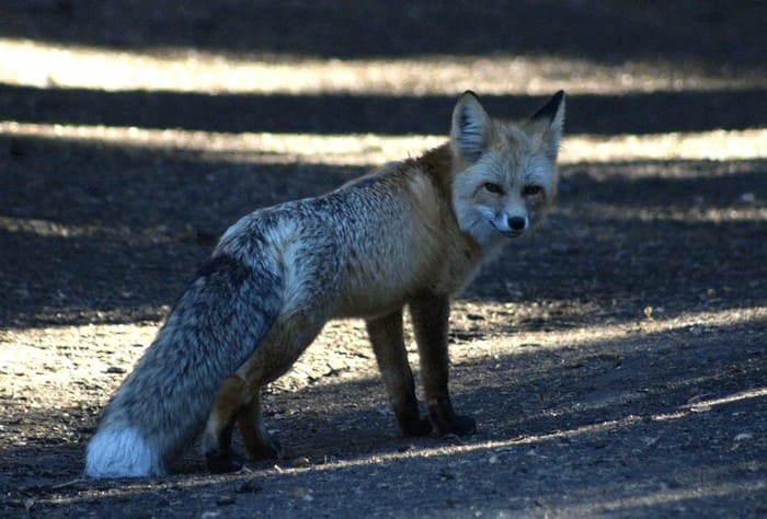 Рыжая лисица Сьерра-Невады
