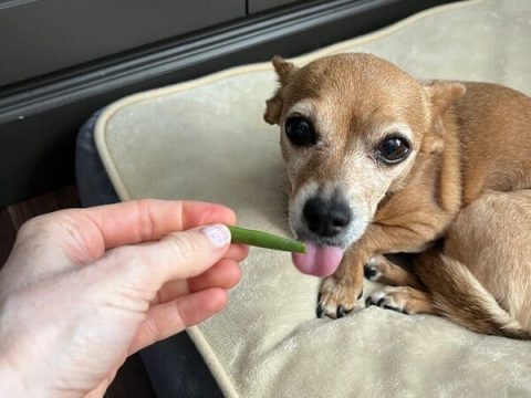 Можно ли собакам есть зеленую фасоль?