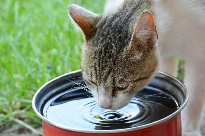 Как часто менять воду кошке?