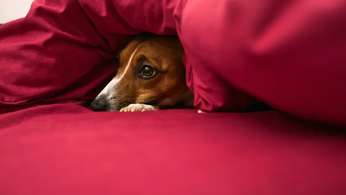 Как справиться с тревогой разлуки у собаки?