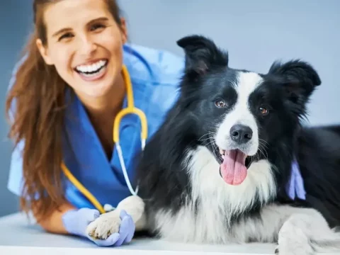 Анализы крови у собак