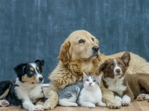 Усыновление собаки