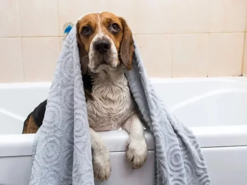 Как часто следует купать собаку?