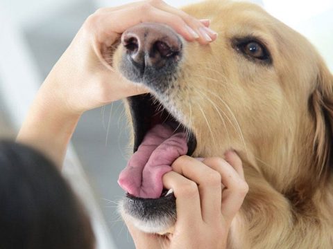 Уход за полостью рта у собак