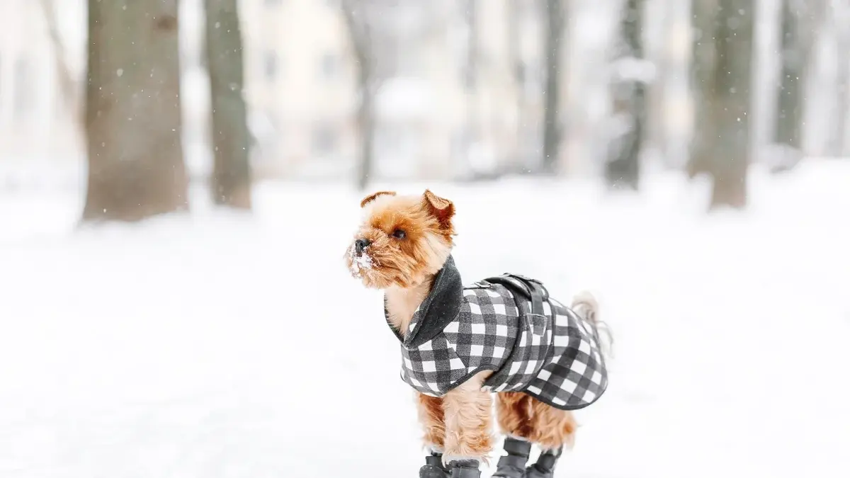 Защита лап вашей собаки от зимних условий