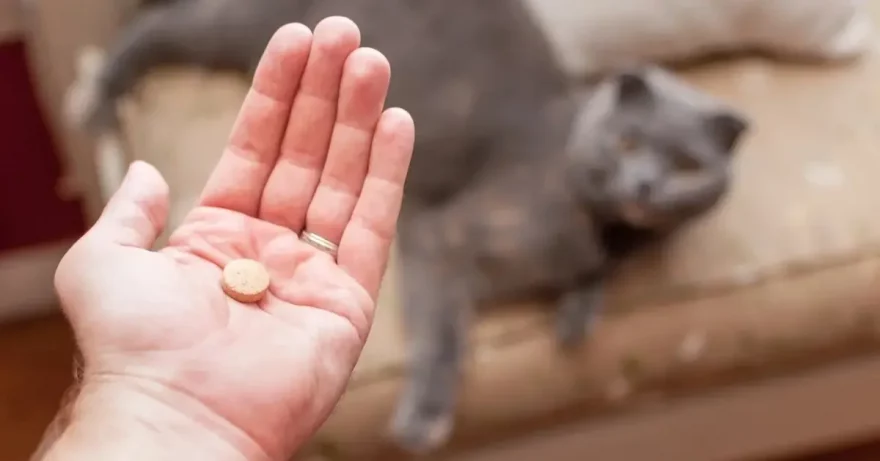 Как дать кошке таблетку?