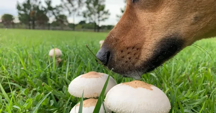 Можно ли собаке есть грибы?
