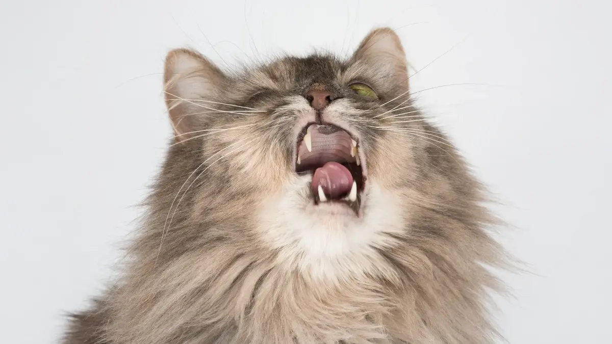 Симптомы кашля у кошки