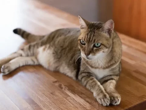 Почему у кошки висит живот?