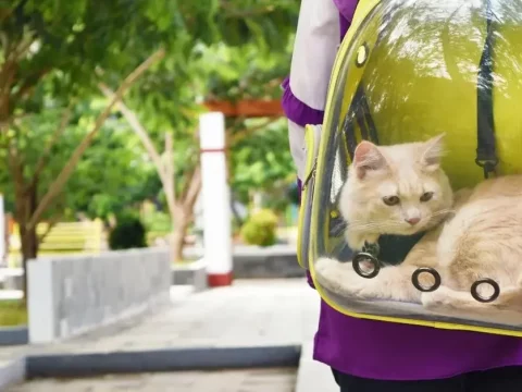 Рюкзак для кошки – хорошая ли это идея?