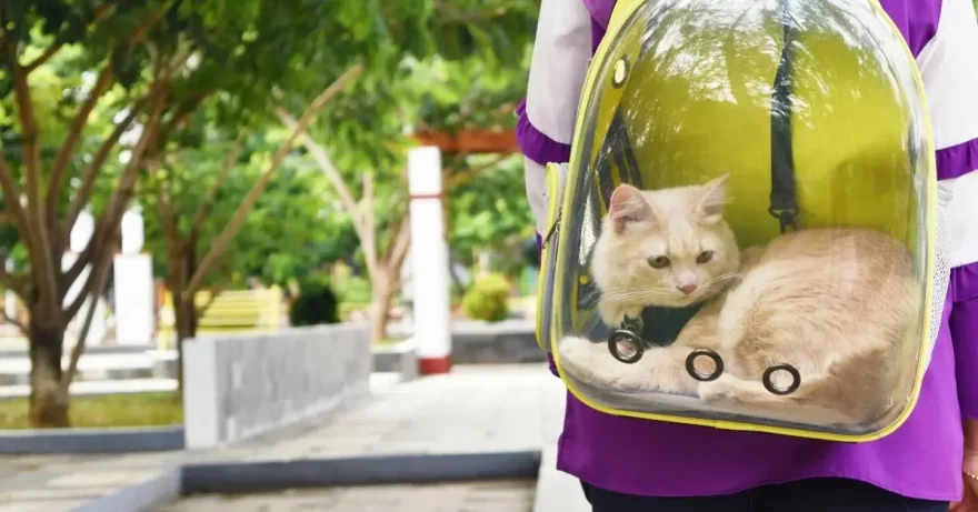 Рюкзак для кошки – хорошая ли это идея?