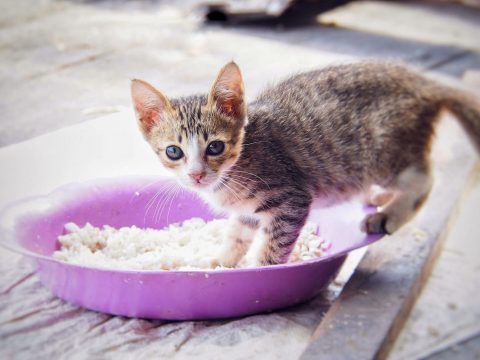 Можно ли кошкам давать рис