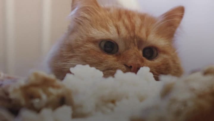 Можно ли кошкам давать рис