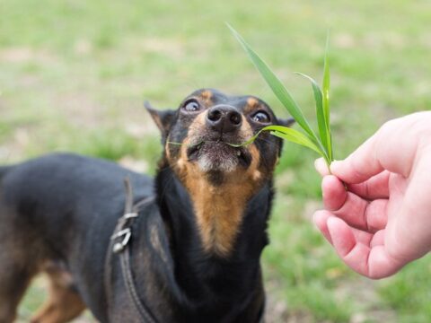 Почему собаки едят траву на улице