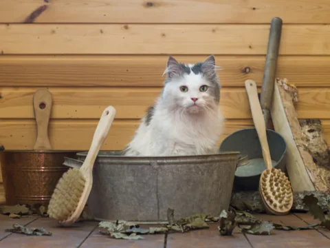 Как помыть кошку
